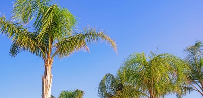 Columbian Foxtail Palm / Palma zancona del Valle