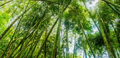 Colombian Timber Bamboo / Guadua