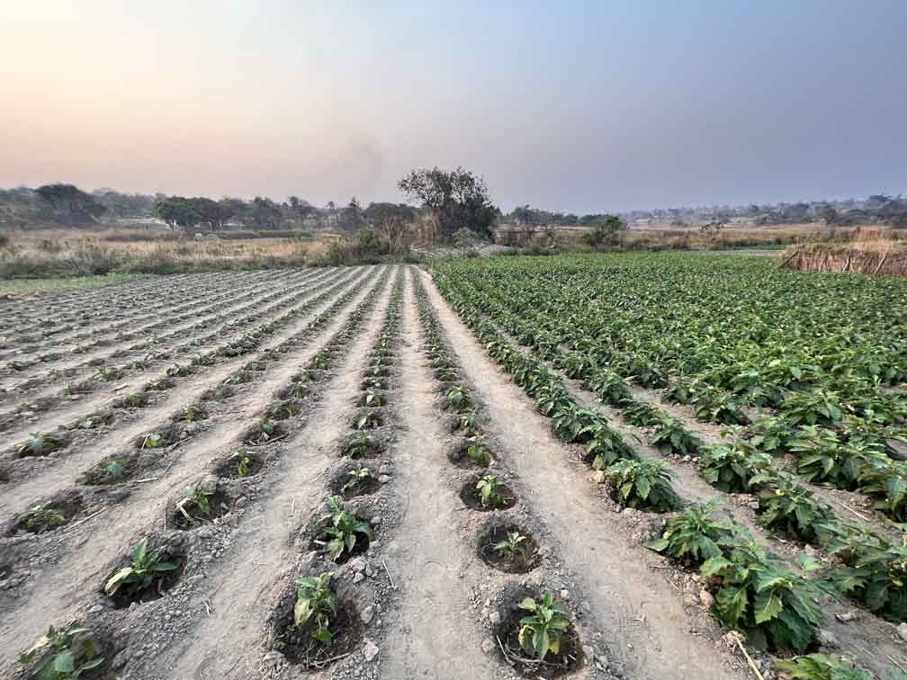 Landwirtschaftliche Erfolge und Bemühungen in Sambia