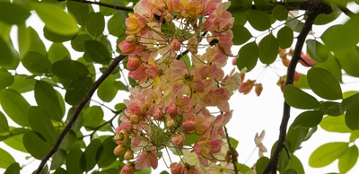 Pink Shower Tree / Cañandonga