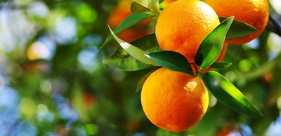 Sour orange / Naranja agria