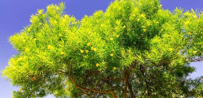 Yellow oleander / Bola de toro