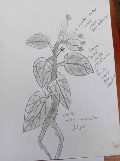 dibujo_planta_171489820299822.jpg