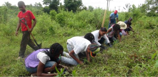 Small Agroforestry-0