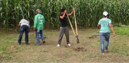 Small Agroforestry-2