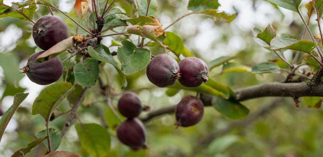 Caimito morado-slide-1.jpg