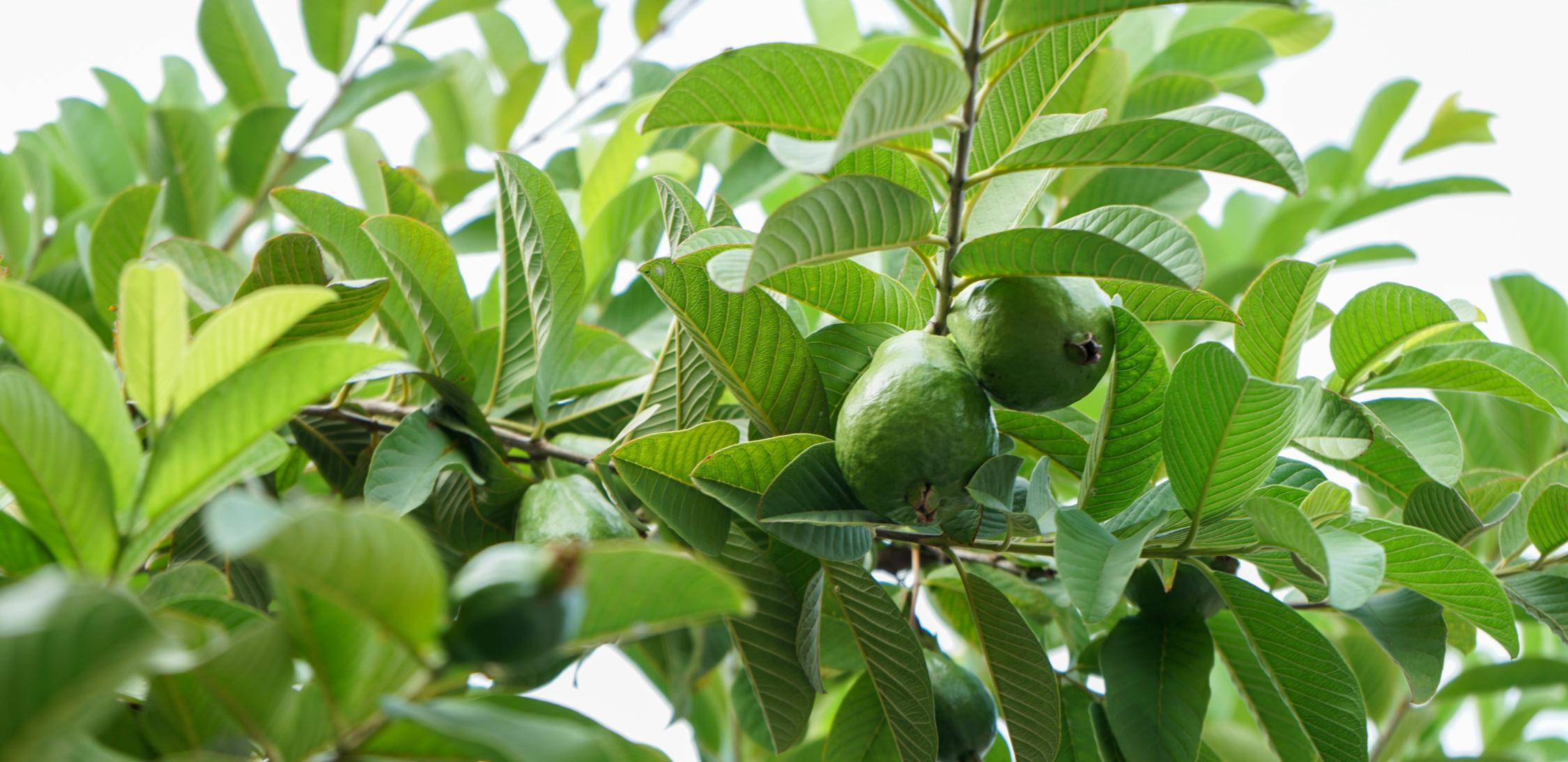 Costa-Rican-Guava-tree-1.jpg