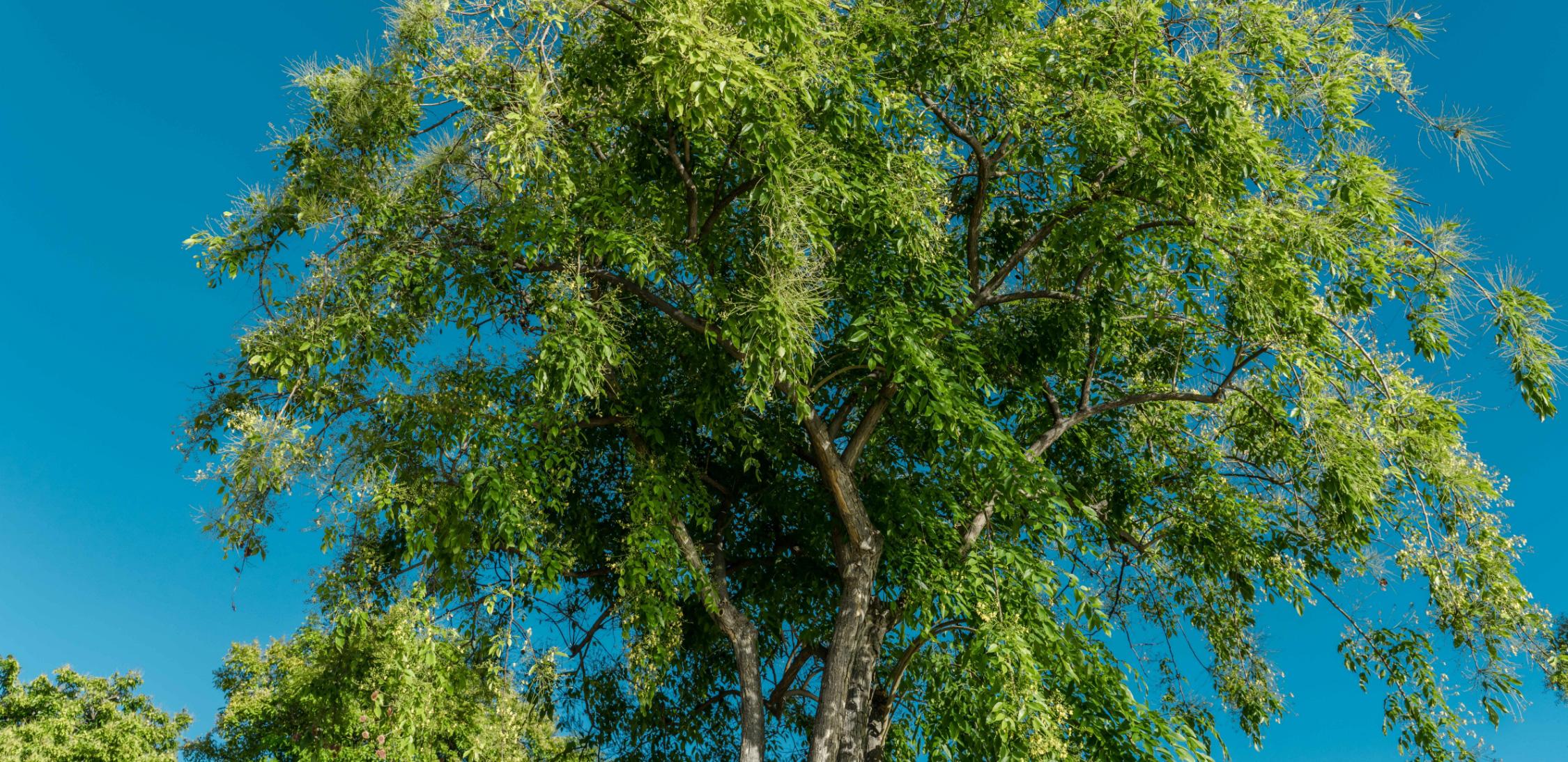 Guayacán-tree-3.jpg