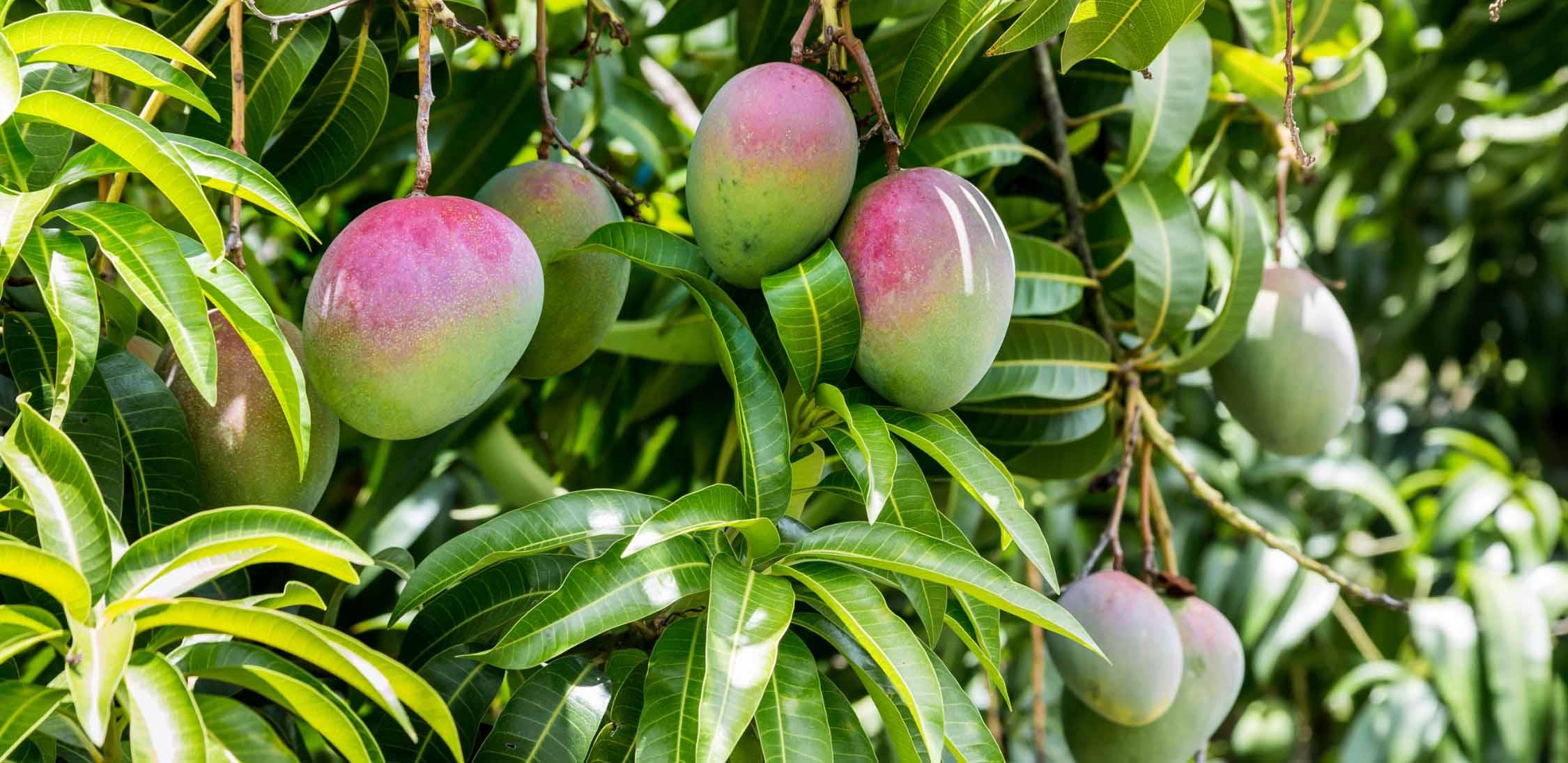 Mango criollo-slider-2@2x.jpg
