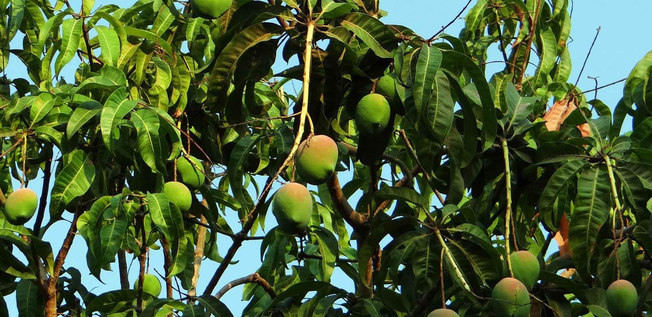 Mango criollo-slider-2@2x.jpg