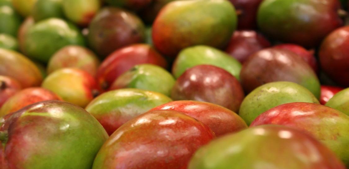 Mango criollo-slider-2@2x.jpg
