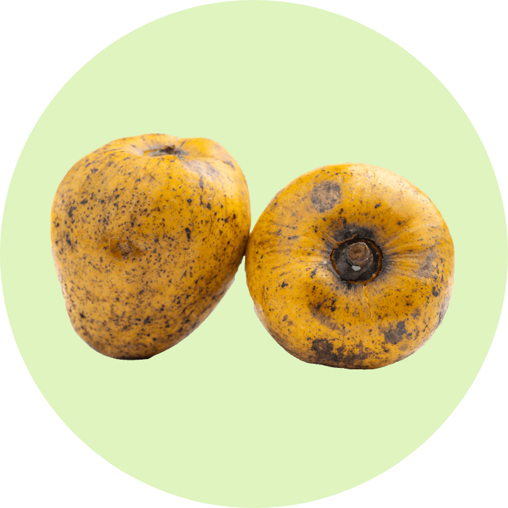 Pond Apple tree.png