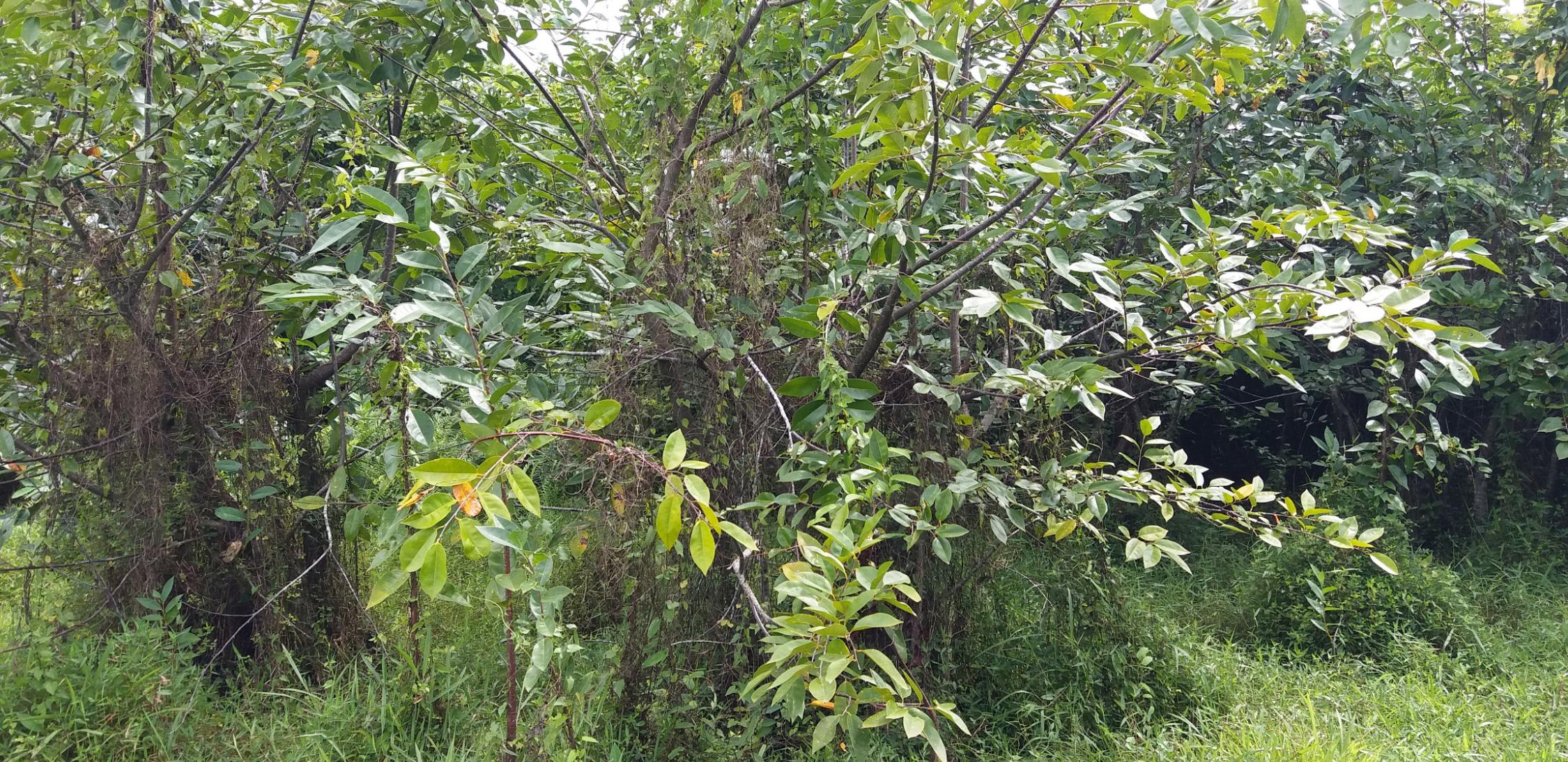 Pond Apple tree.png
