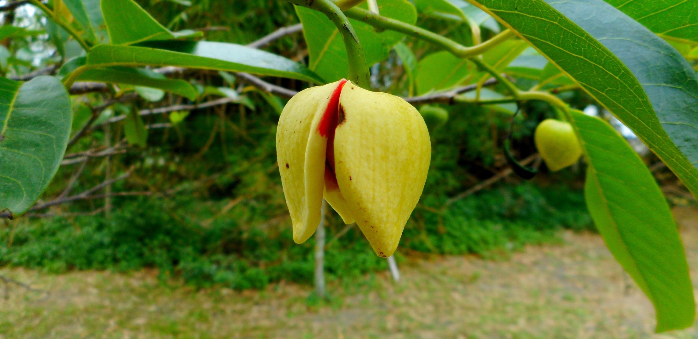 Pond Apple tree.png