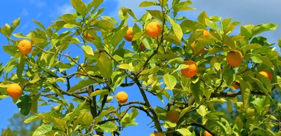 Mandarin orange / Mandarina